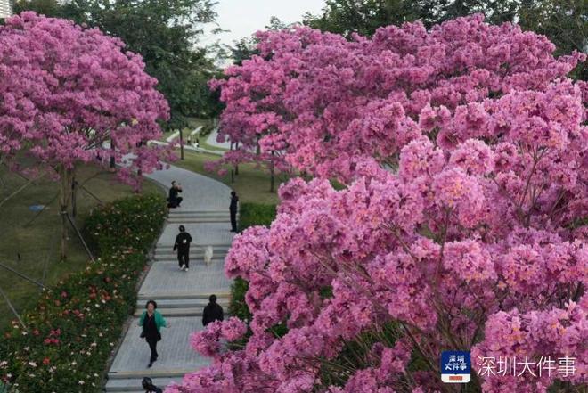 深圳这片紫花风铃木浪漫“开爆”满眼粉紫色花海
