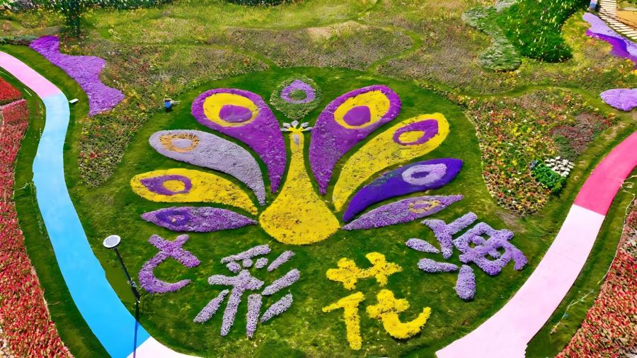昆明斗南七彩花海开门迎客 “孔雀开屏”点亮浪漫经济_新华网