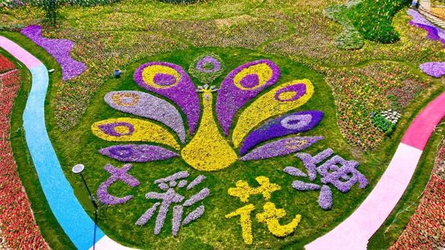 新春走基层｜云南斗南七彩花海开门迎客 滇池畔“孔雀开屏”点亮